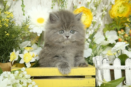 Blue Persian Kitten for Sale